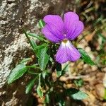 Viola dubyana Blüte