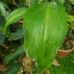 Tapeinochilos ananassae List