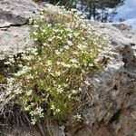 Arenaria grandiflora موطن