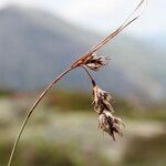 Luzula pediformis Flower