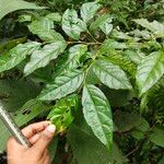 Styrax serrulatus Hoja