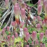 Bryophyllum pinnatum Λουλούδι
