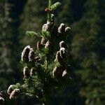 Abies lasiocarpa موطن