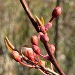 Prunus cerasifera Žiedas