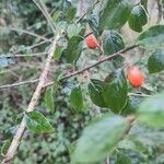 Cotoneaster simonsii Folha