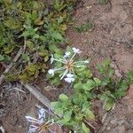 Plumbago auriculataHabit