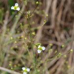 Alisma triviale Blomma