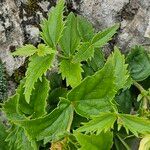 Paederota lutea Blad