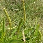 Plantago maritimaFlower