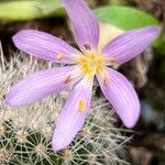 Colchicum lusitanum 花