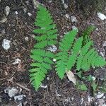 Gymnocarpium robertianum Leaf