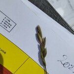 Danthonia decumbens Květ