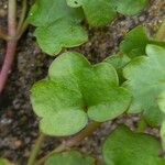 Cymbalaria muralis Blatt