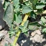 Atriplex suberecta (Bark)