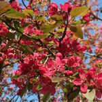 Malus floribunda Other