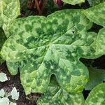 Podophyllum cv. 'Kaleidoscope' Leaf