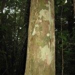 Chaetocarpus schomburgkianus Corteza