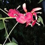Erythrina crista-galli Květ
