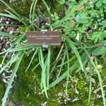 Zephyranthes robusta Ліст