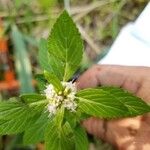 Mentha arvensis Цвят