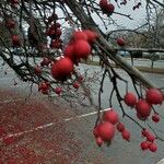 Crataegus persimilis Fruit