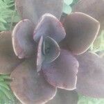 Echeveria gibbiflora Leaf