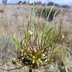 Allium oleraceum Fruit