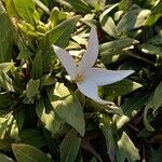 Leptactina benguelensis Flor