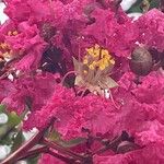 Lagerstroemia indica Цветок