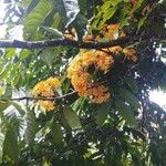 Saraca indica Flower