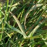 Echinochloa crus-galli পাতা