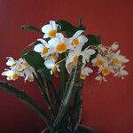 Dendrobium thyrsiflorum Flor