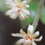 Rhipsalis neves-armondii Fula