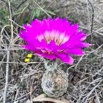 Echinocereus pectinatus Kwiat