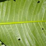 Palicourea guianensis 葉