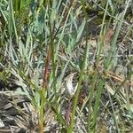 Carex panicea Liść