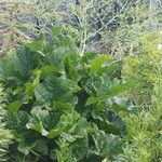 Crambe cordifolia Листок