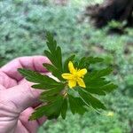 Anemonoides ranunculoidesLeaf