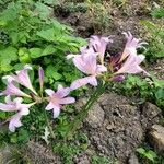 Lycoris squamigera Flor