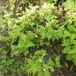 Rubus fraxinifolius Hábito