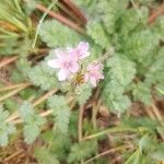 Erodium ciconiumКвітка