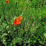 Papaver rhoeas Owoc