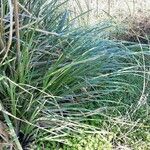 Cortaderia selloana Folio