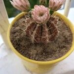 Gymnocalycium anisitsii Кветка