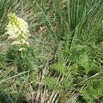 Pedicularis comosa 整株植物