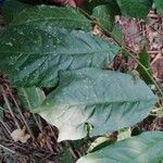 Turraea cabrae Leaf