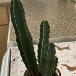 Myrtillocactus geometrizans 叶