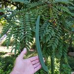 Cassia leptophylla 果實