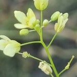 Biscutella laevigata Flower