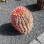 Ferocactus pilosusHábito